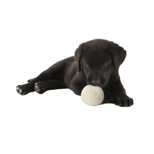 Moss Creek Wool Works Wool Balls for Dogs